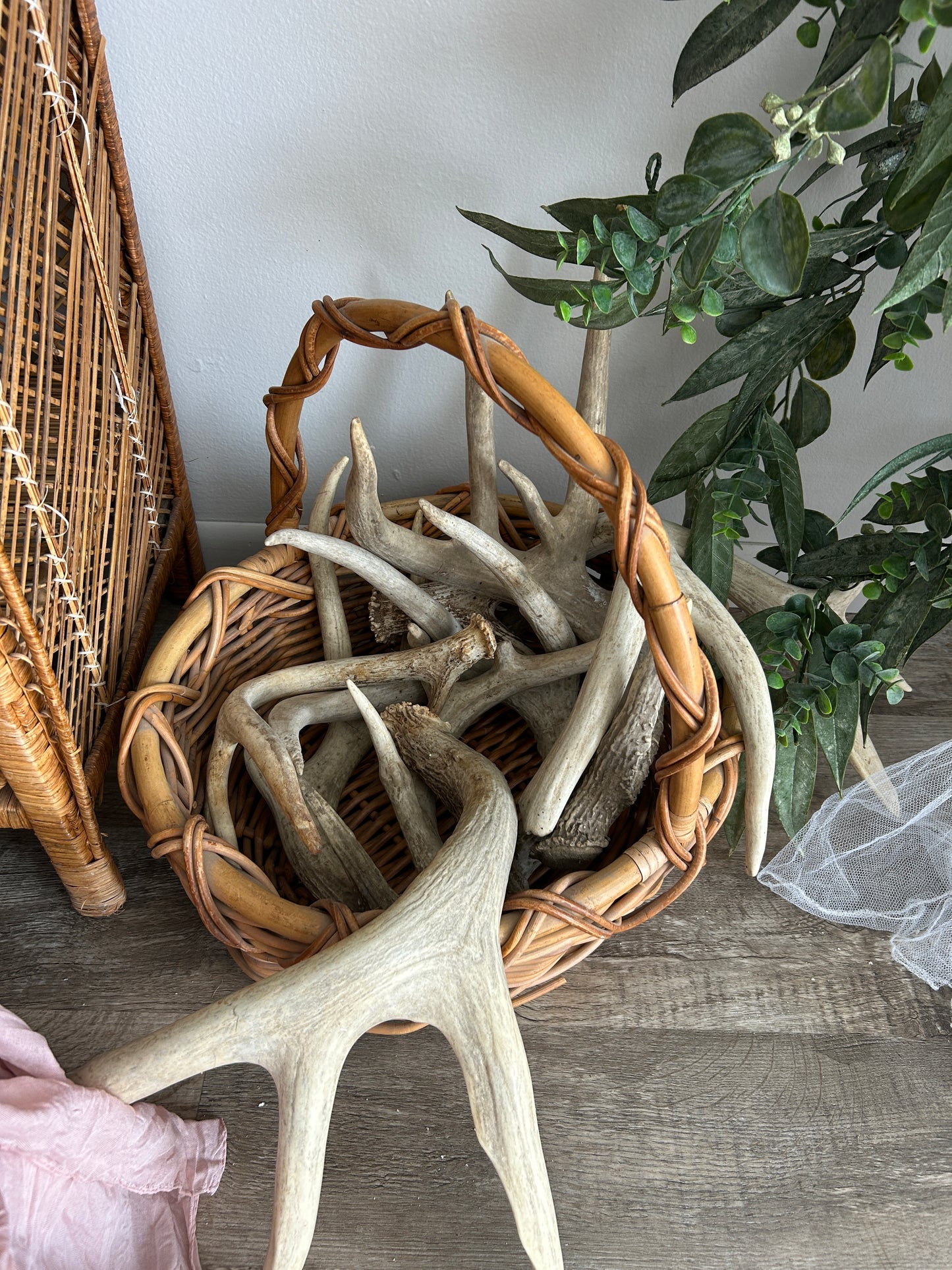Deer Antlers